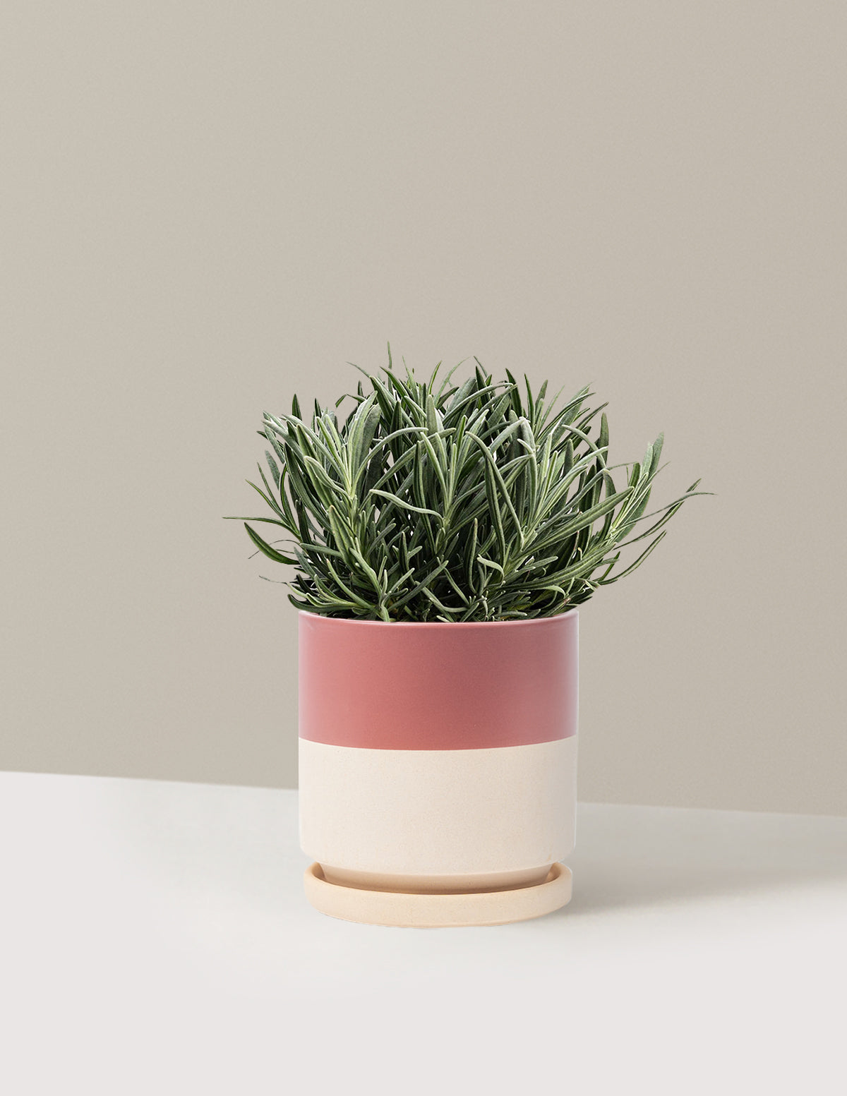 Phenomenal™ Lavender Plant