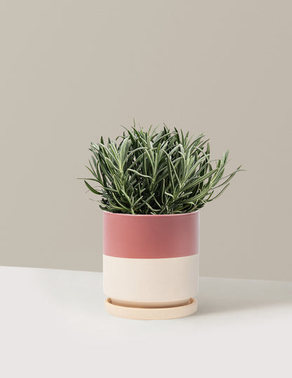 Phenomenal™ Lavender Plant