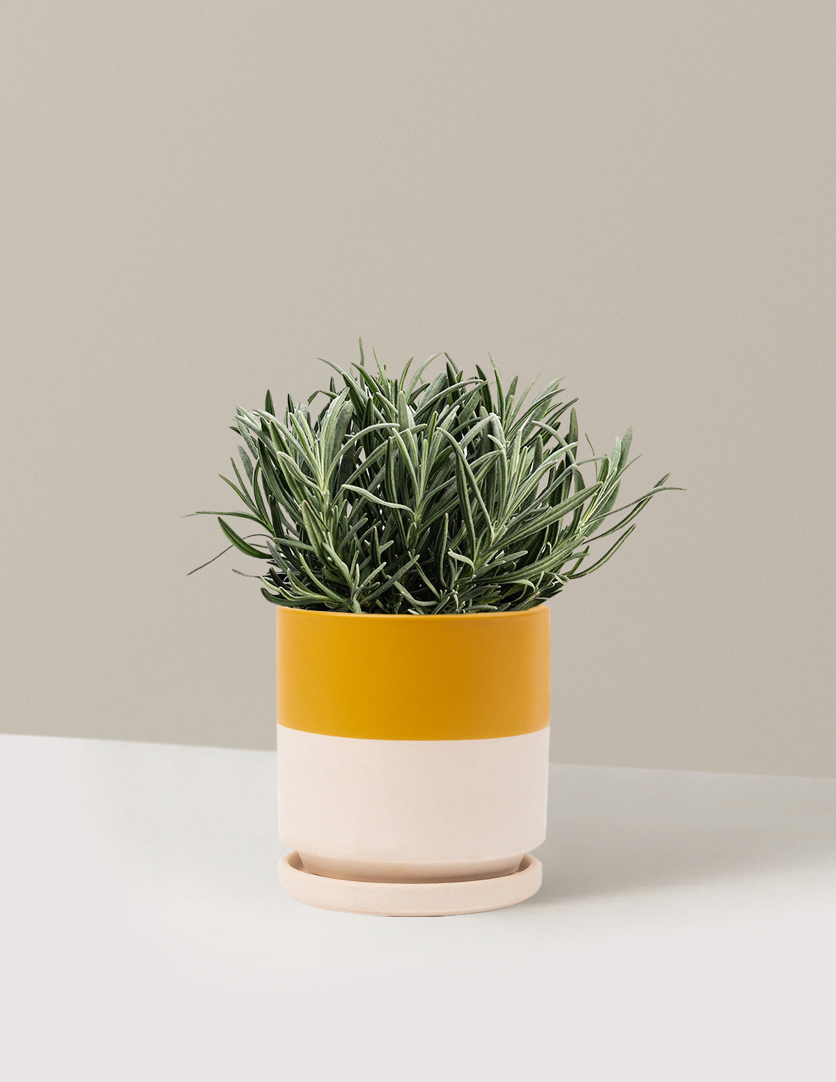 bundle | 1 Gallon | Isabella | Top Half Mustard