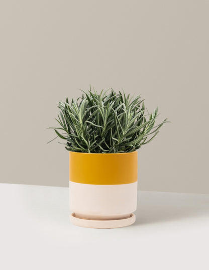 Phenomenal™ Lavender Plant