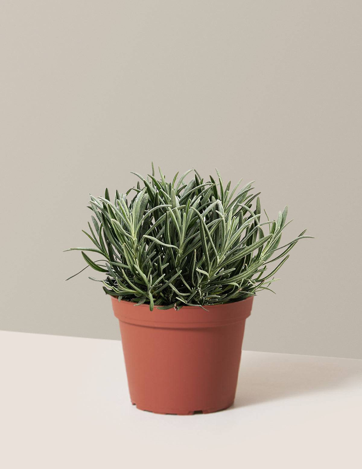 bundle | 1 Gallon | Grow Pot