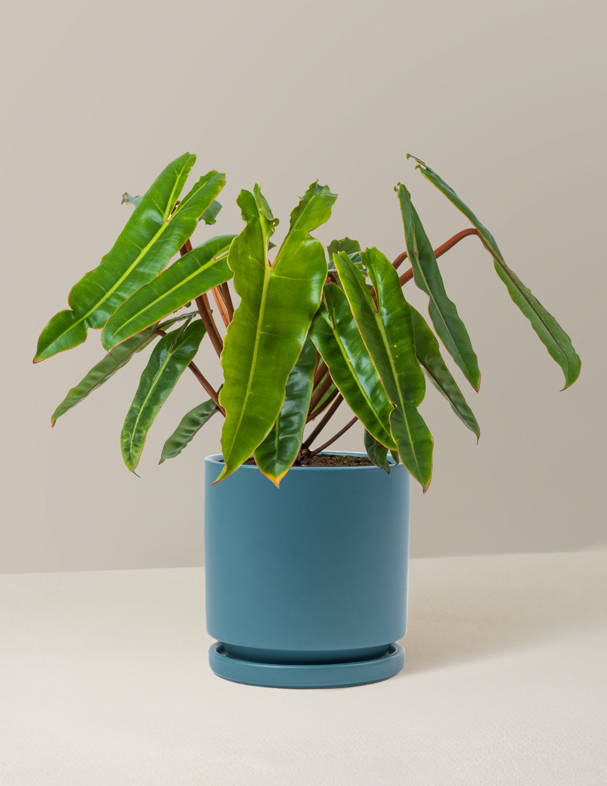 philodendron billete Philodendron Billietiae