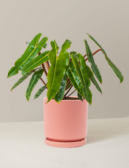 Philodendron Billietiae