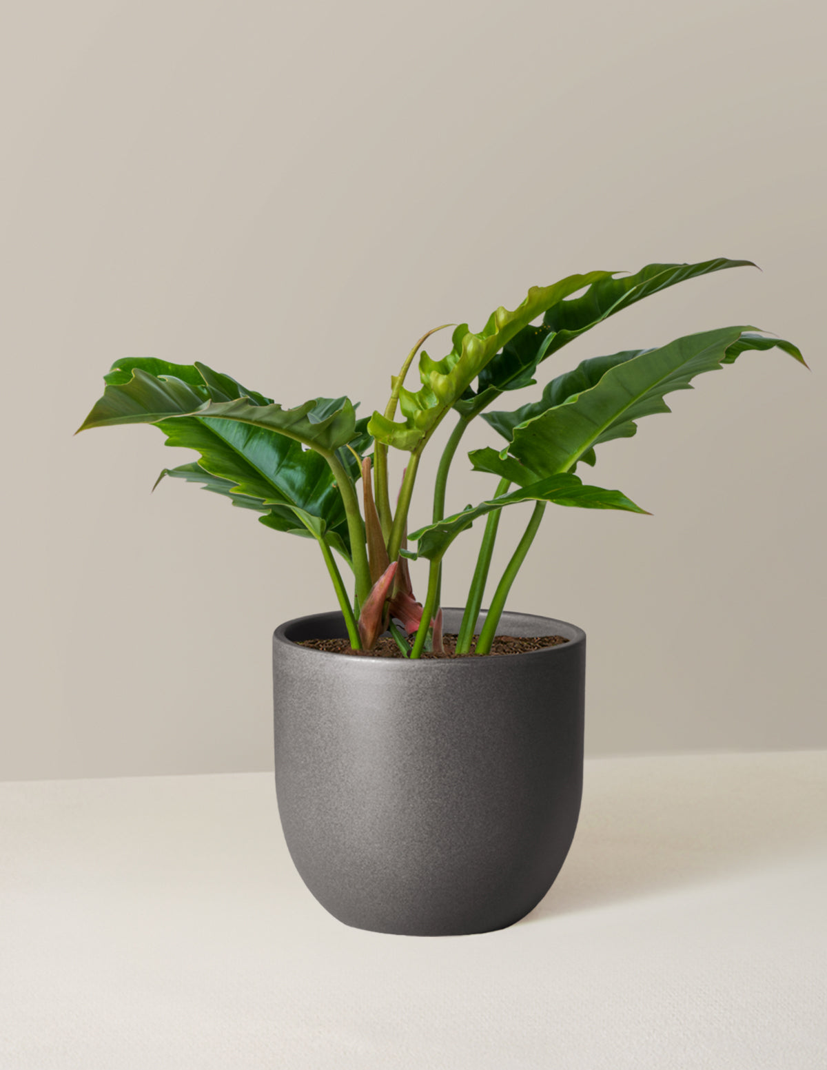 Plant Of The Month Club