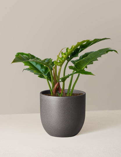 Plant Of The Month Club