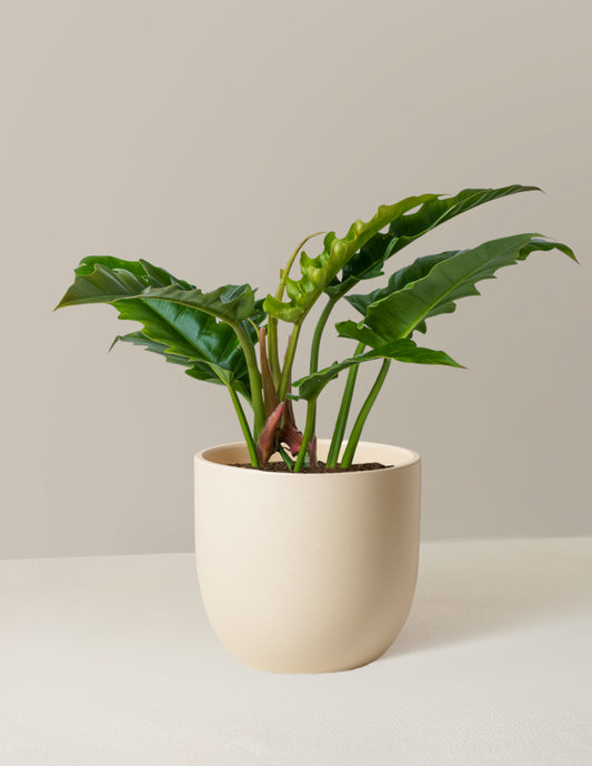 Philodendron Jungle Boogie