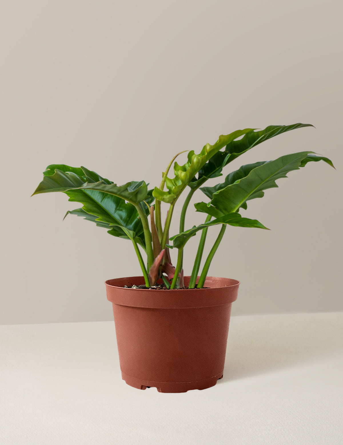bundle | Medium | Grow Pot