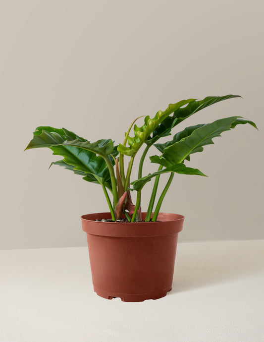 Philodendron Jungle Boogie