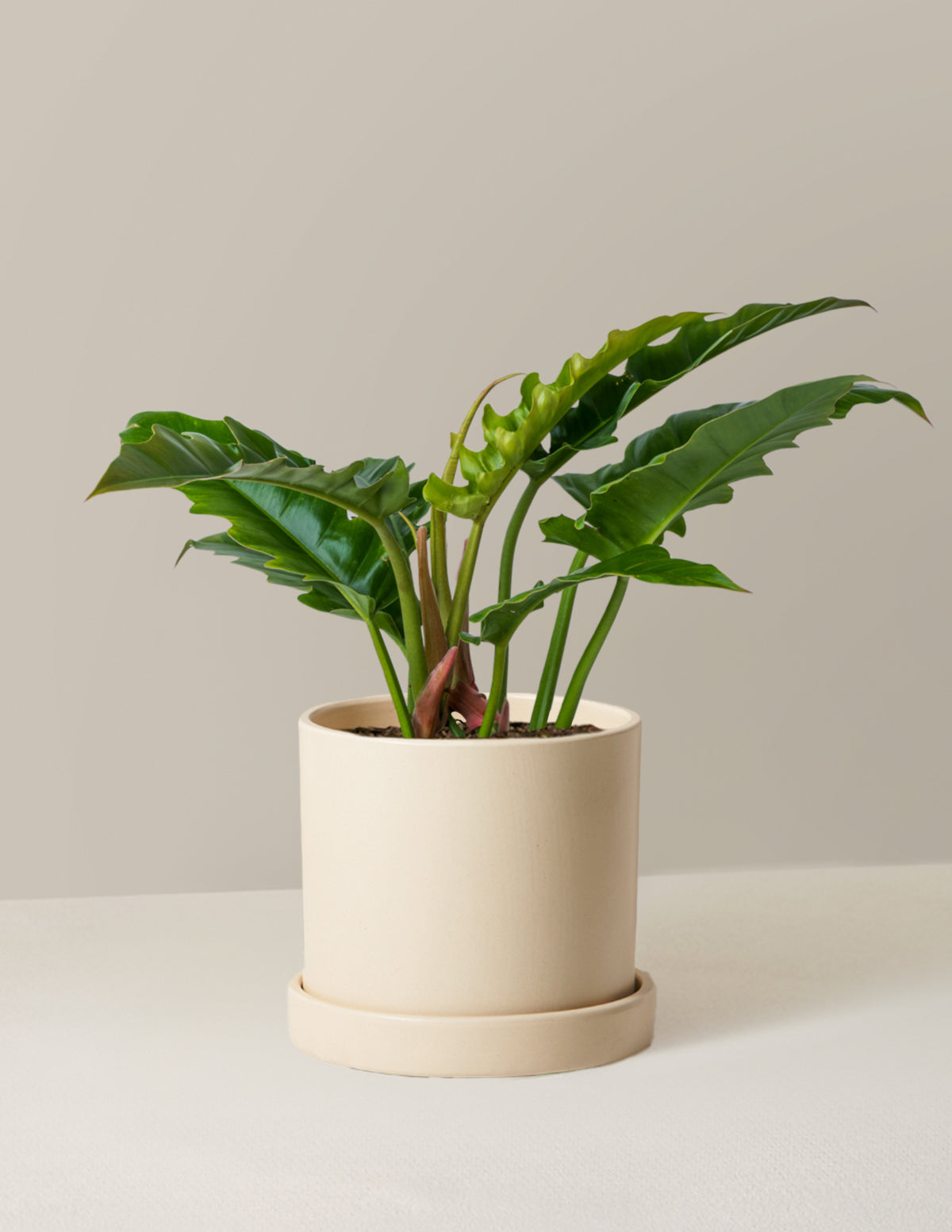 philodendron jungle boogie totem Philodendron Jungle Boogie | Unique Plants for Delivery