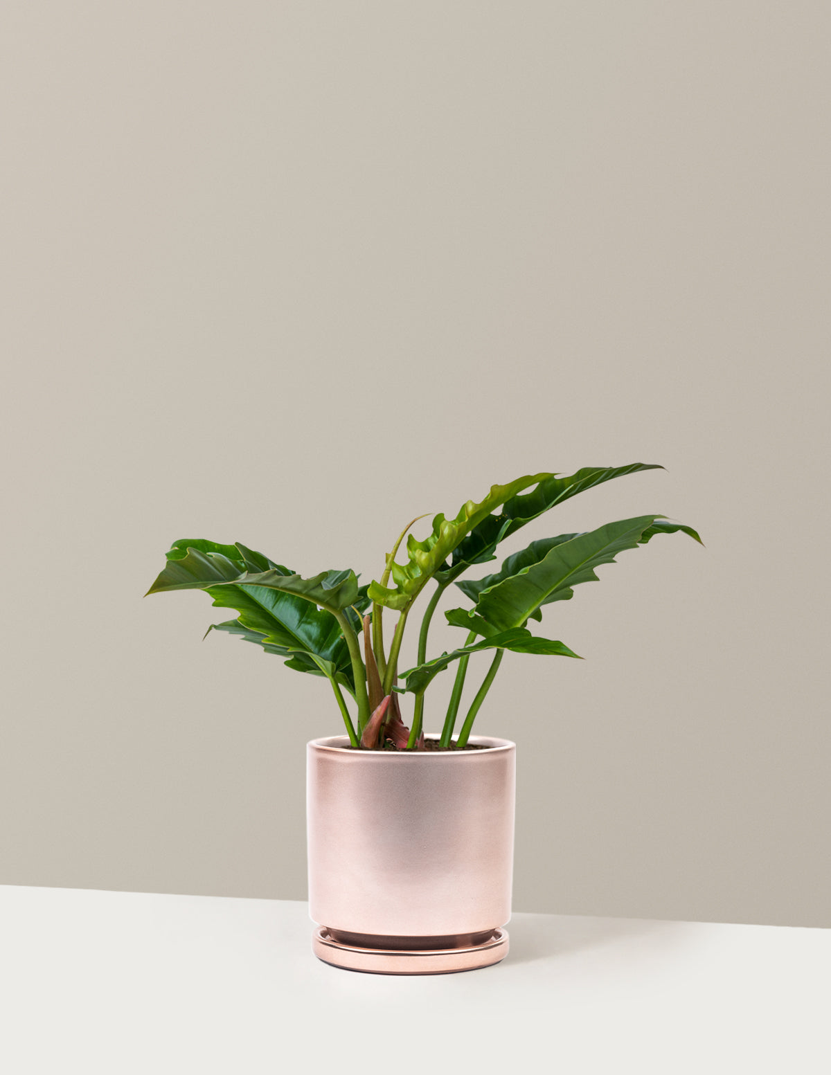 bundle | Medium | Isabella | Rose Gold