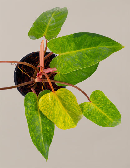 Philodendron Painted Lady
