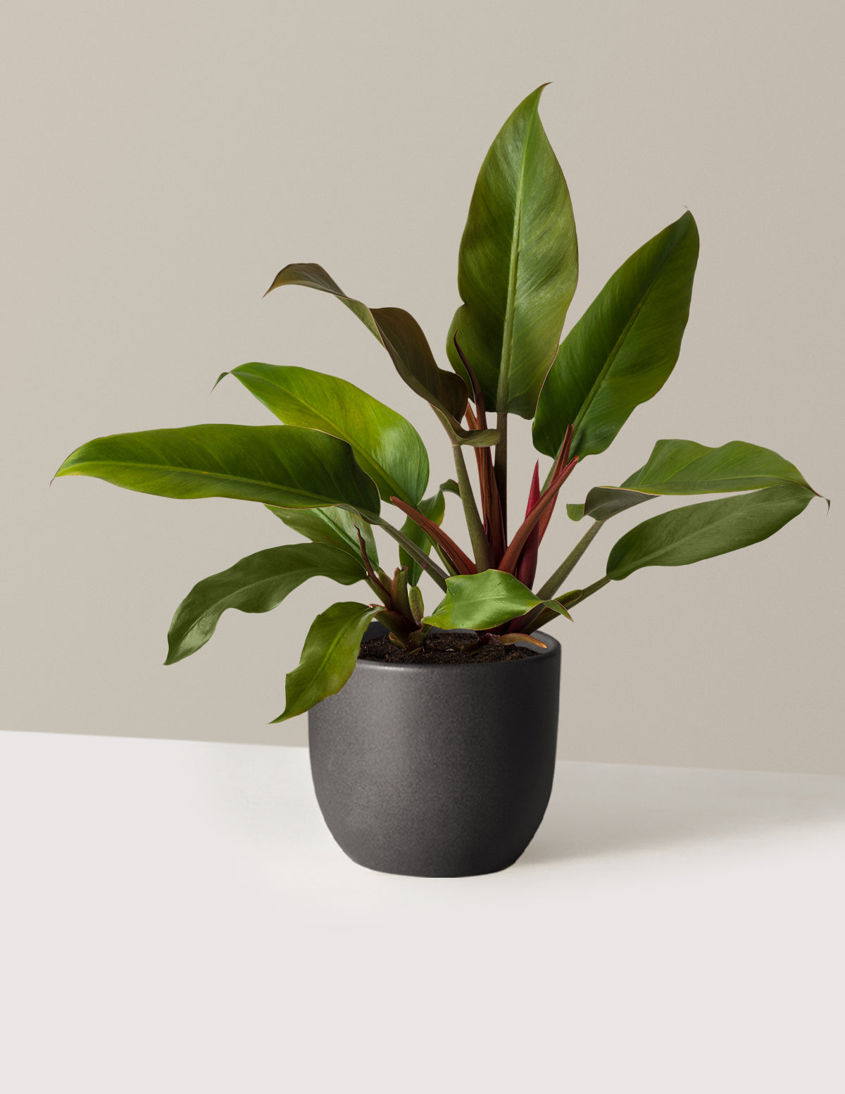 bundle | Medium | Grant | Black
