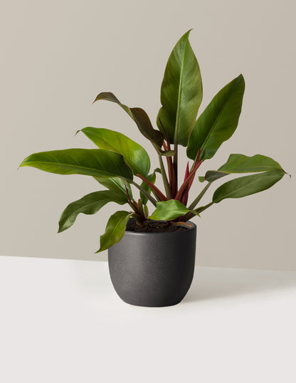 Philodendron Autumn