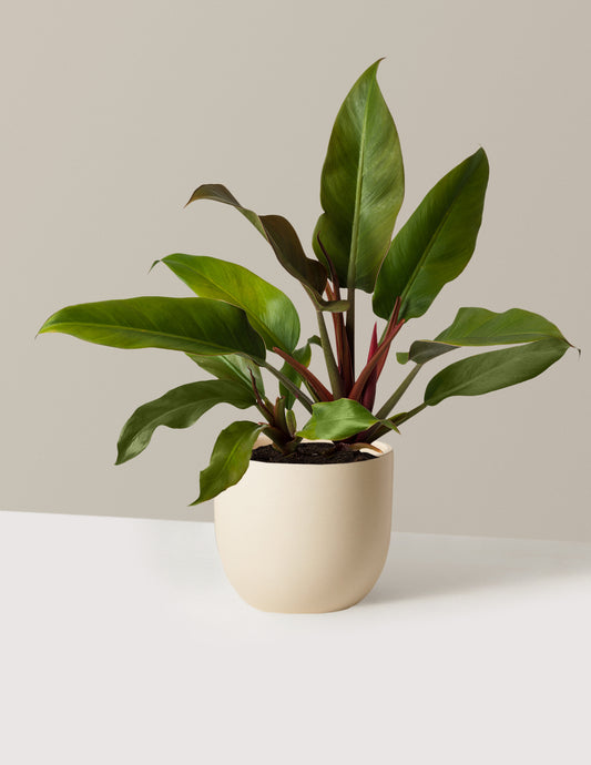 Philodendron Autumn