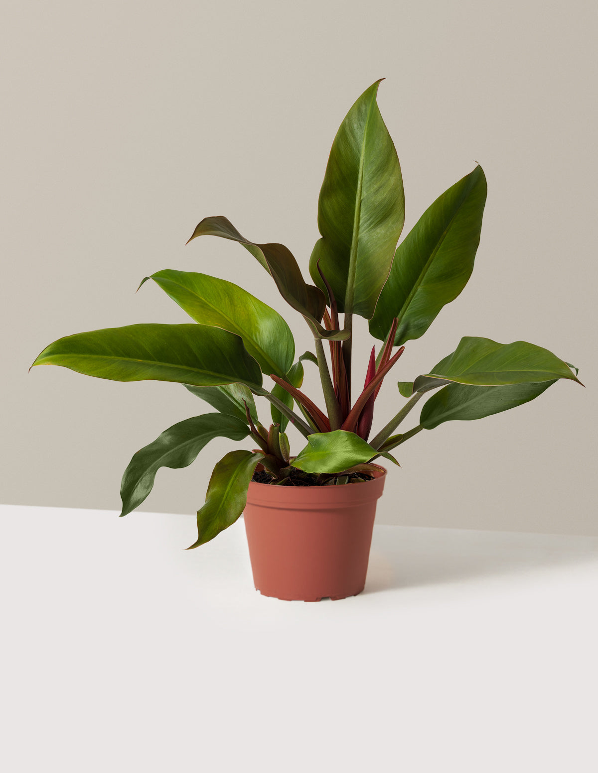 Philodendron Autumn
