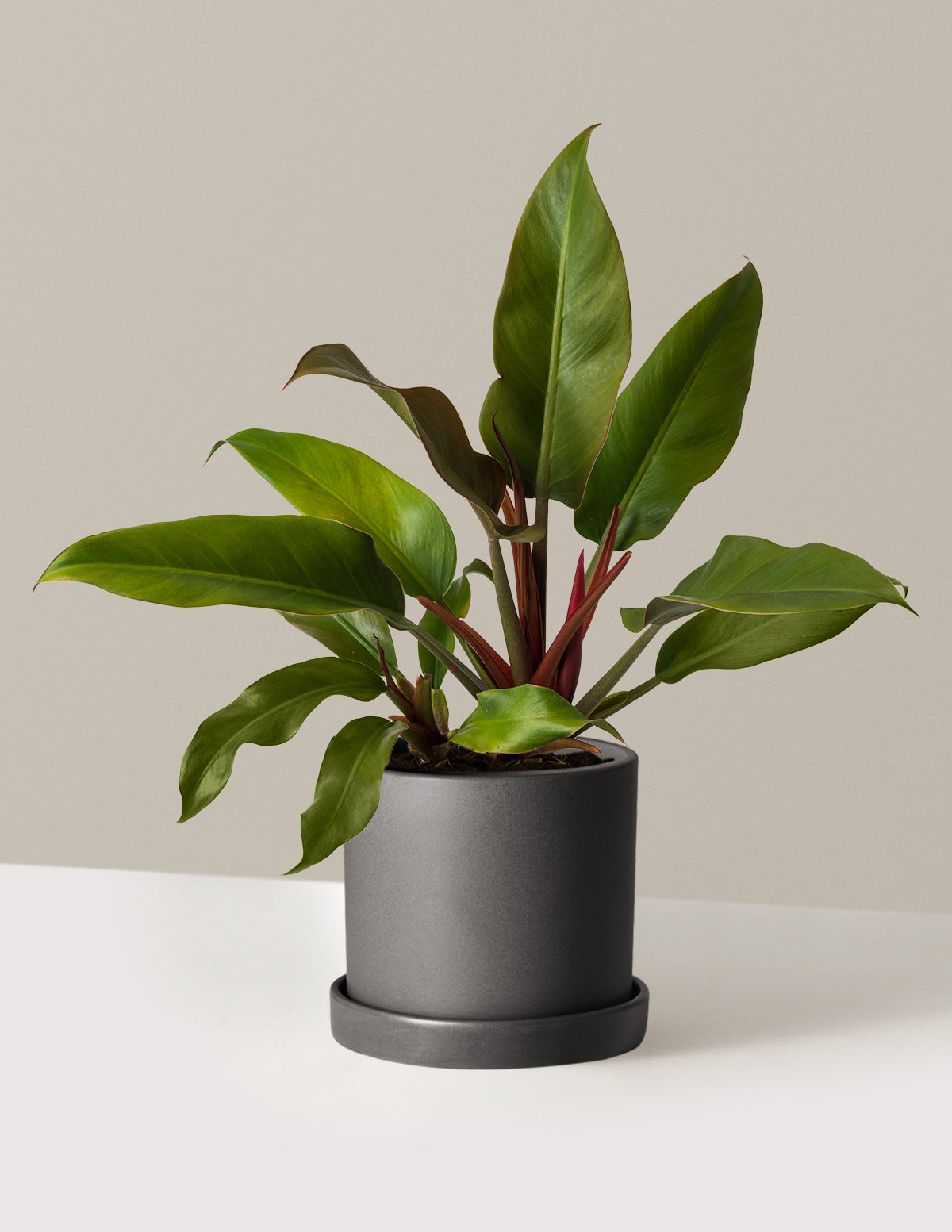 Philodendron Autumn