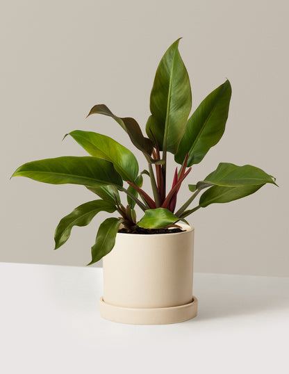Philodendron Autumn