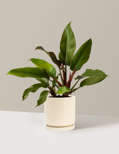 Philodendron Autumn