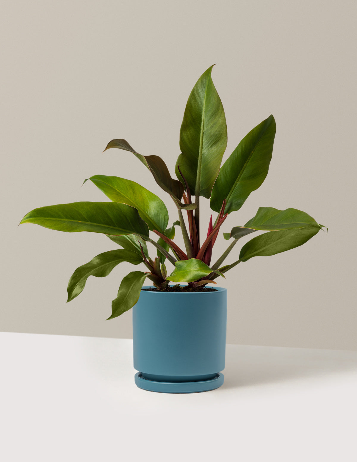 Philodendron Autumn