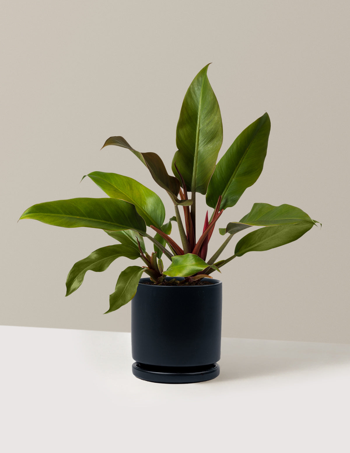 bundle | Medium | Isabella | Black