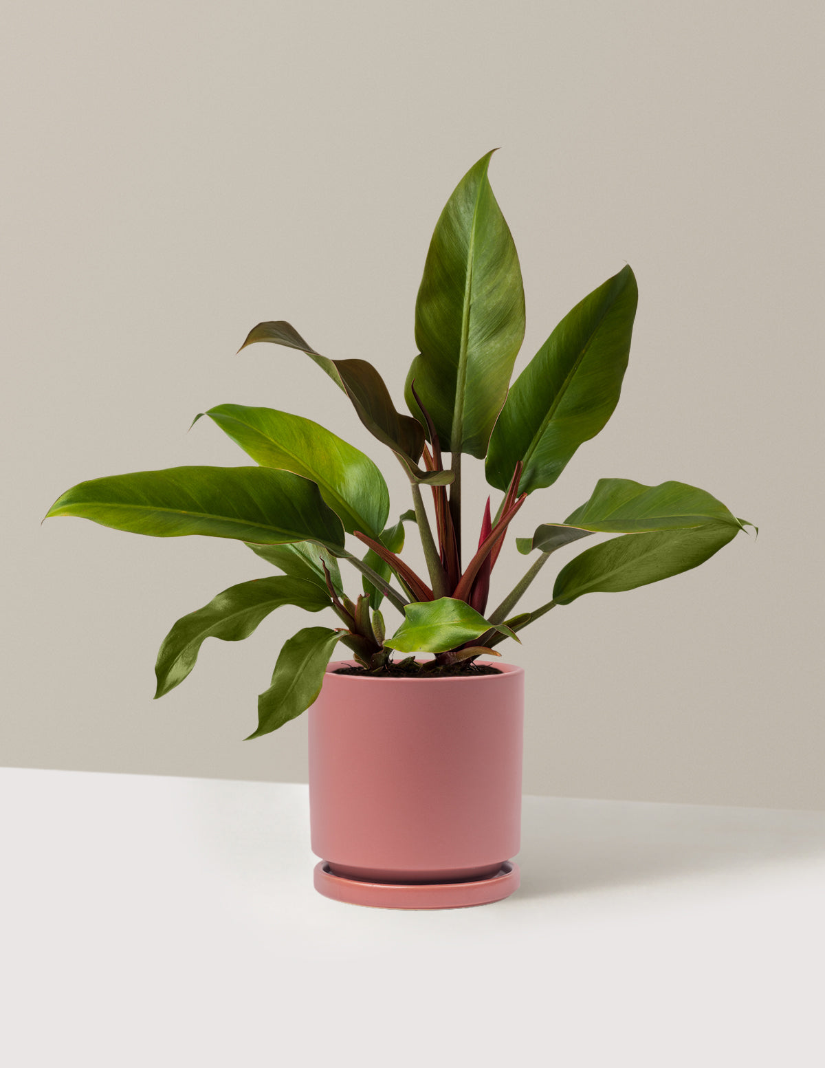 Philodendron Autumn