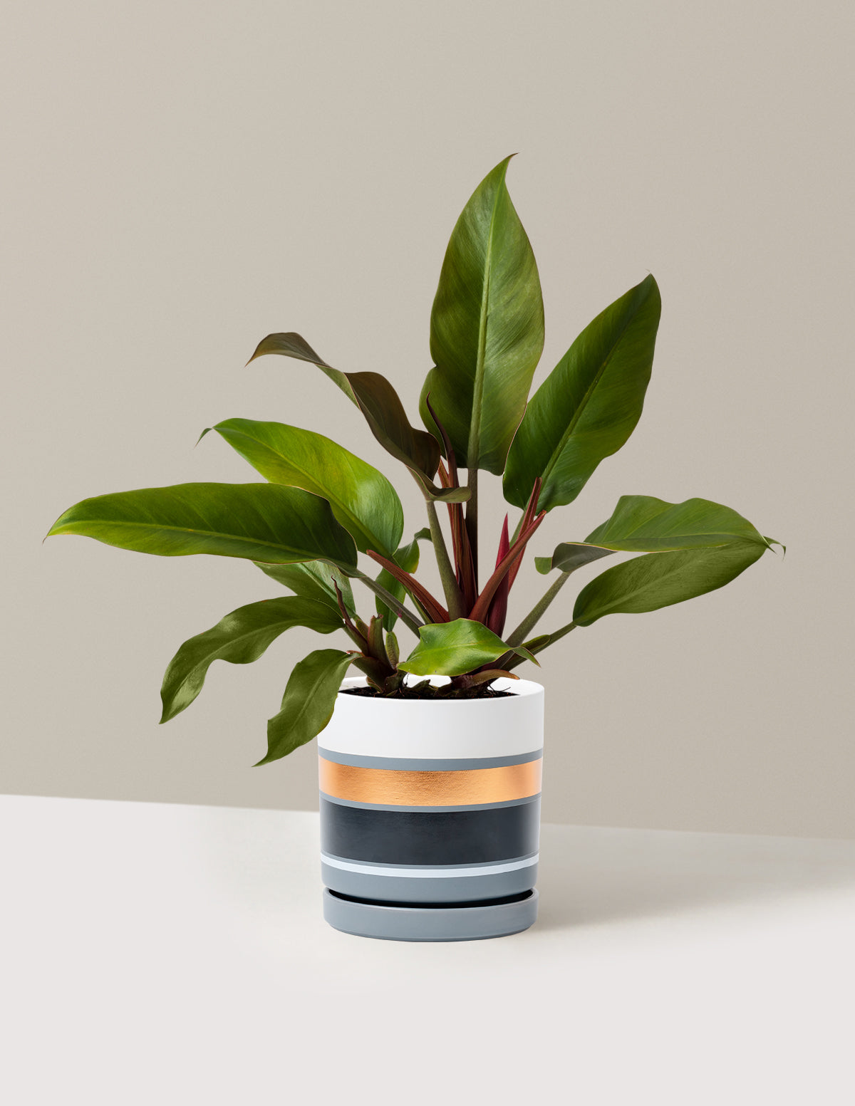 Philodendron Autumn