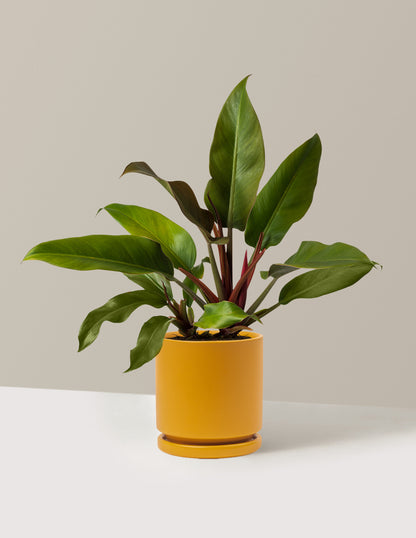 Philodendron Autumn