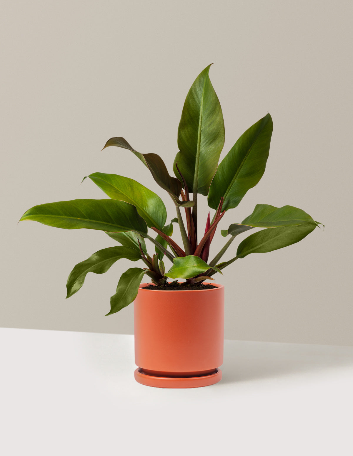 Philodendron Autumn