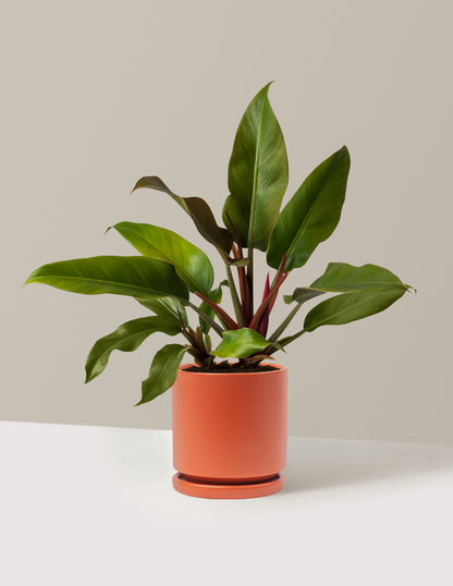 Philodendron Autumn
