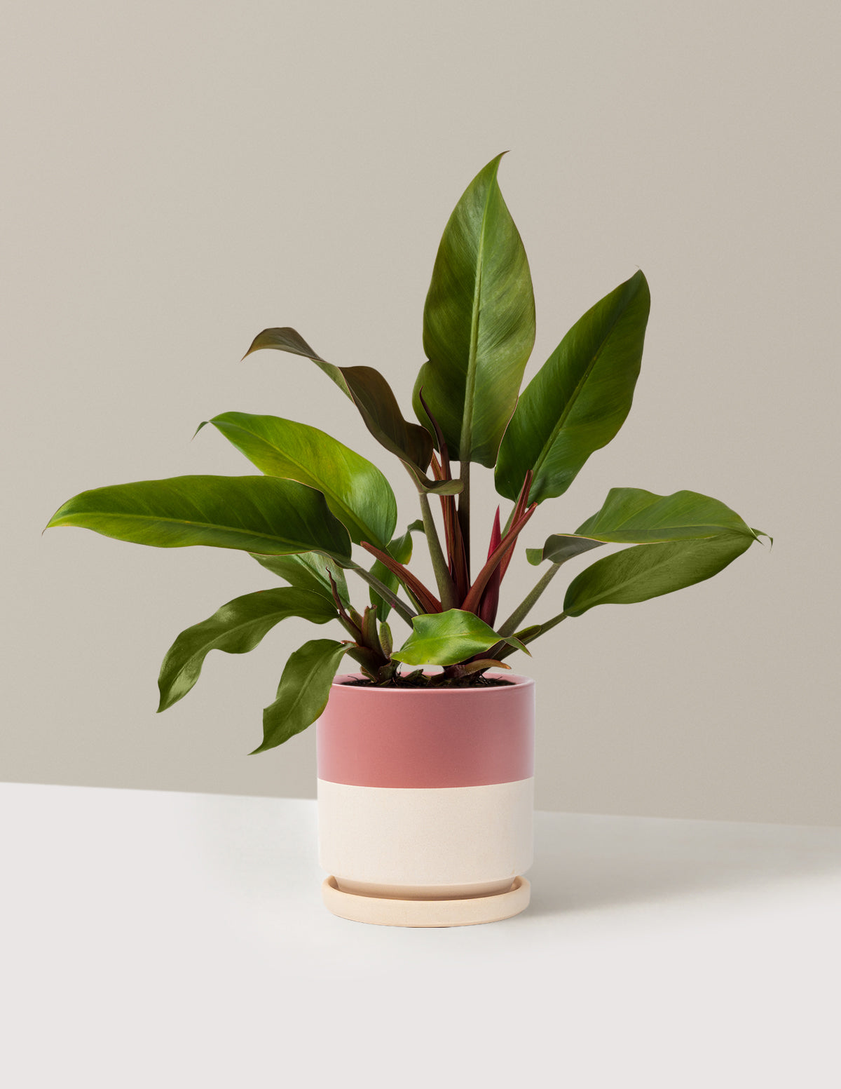 Philodendron Autumn