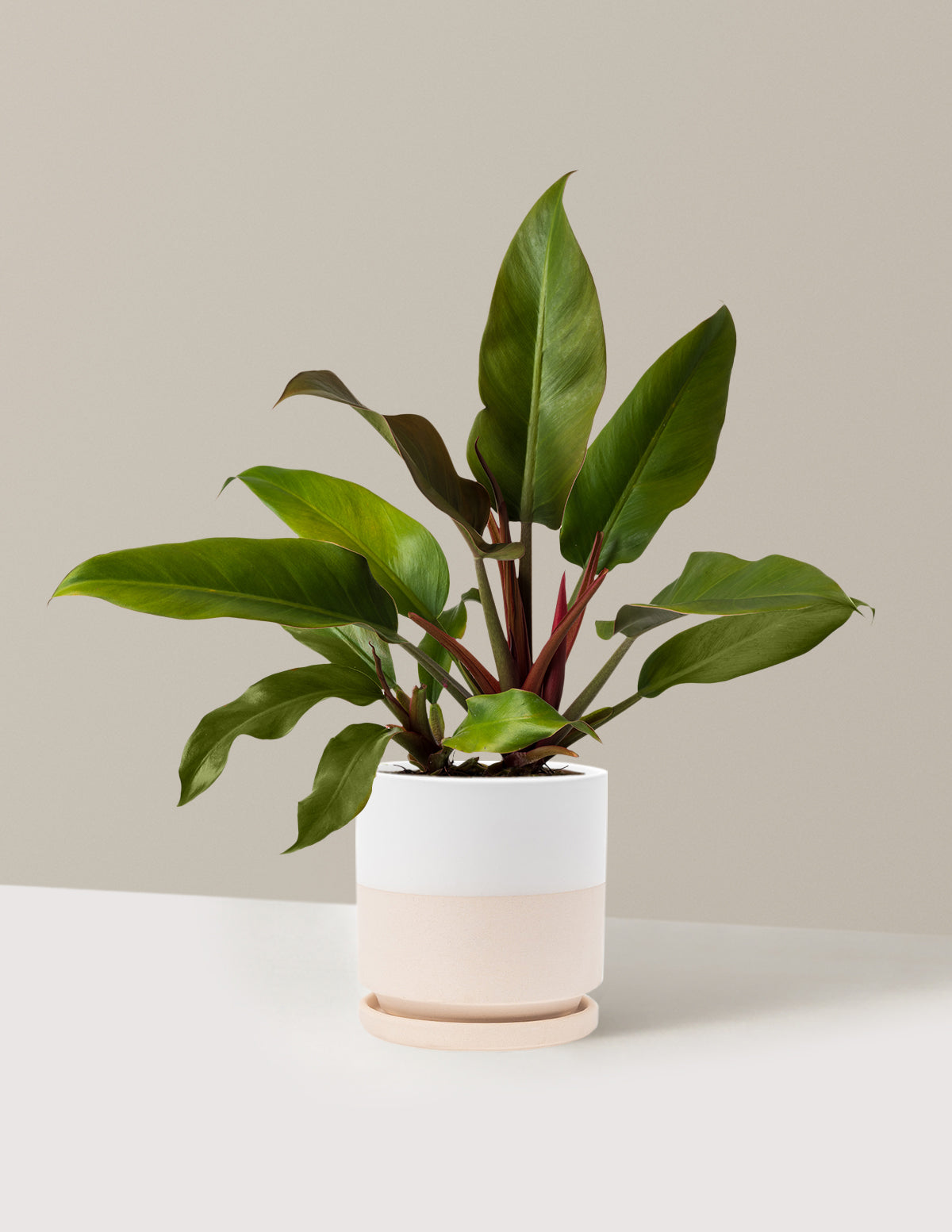 Philodendron Autumn