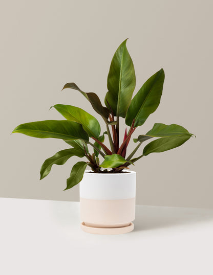 Philodendron Autumn