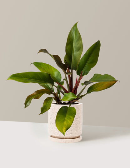 Philodendron Autumn