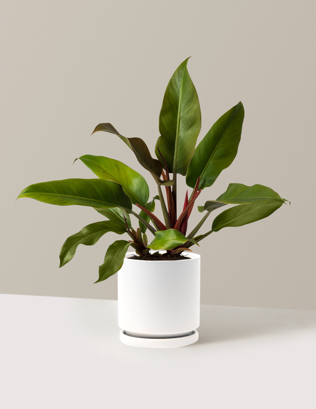 Philodendron Autumn