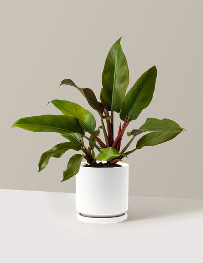 Philodendron Autumn