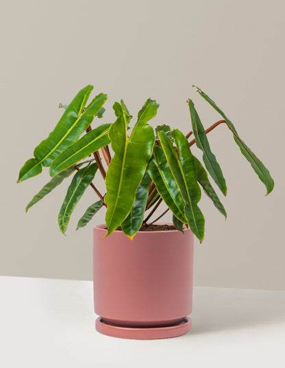 Philodendron Billietiae