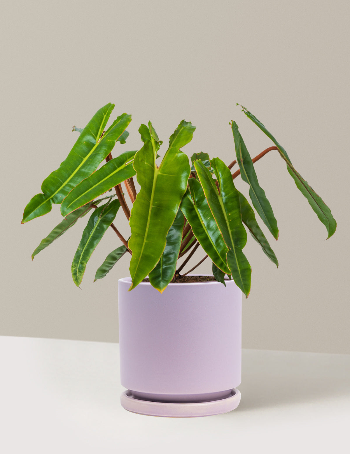 Philodendron Billietiae