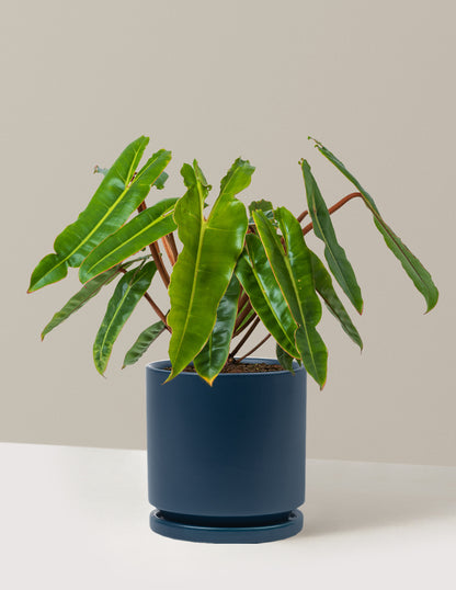Philodendron Billietiae