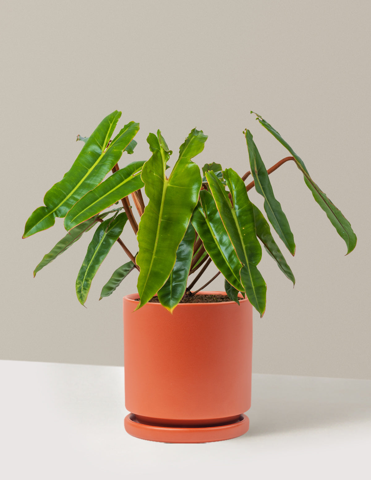 Philodendron Billietiae