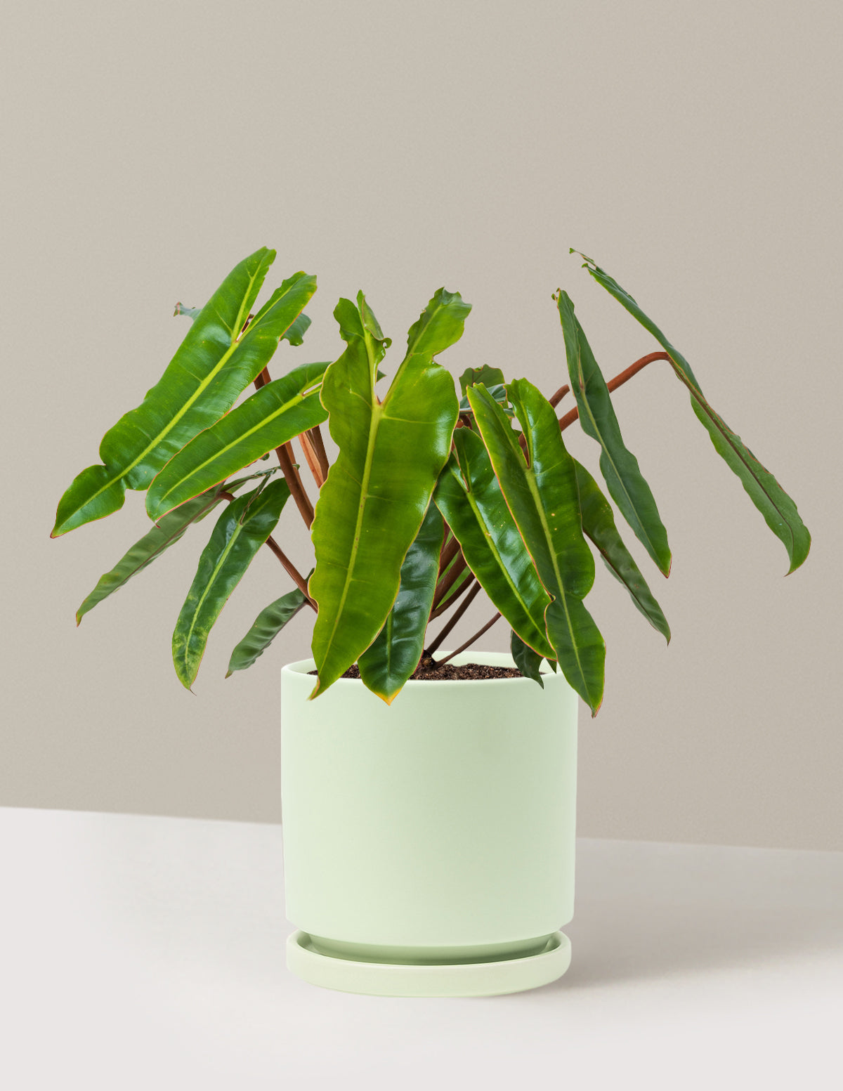 Philodendron Billietiae