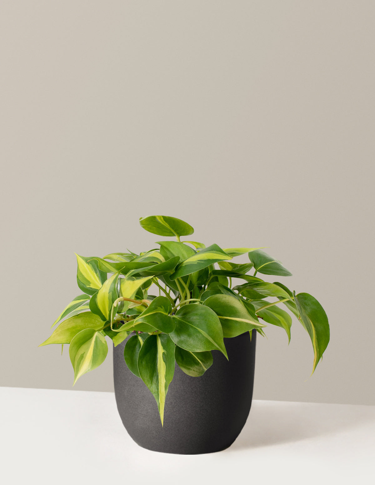 philodendron the sill Philodendron Brasil Houseplant with Planter - Medium (4-7" tall) Lavender Planter