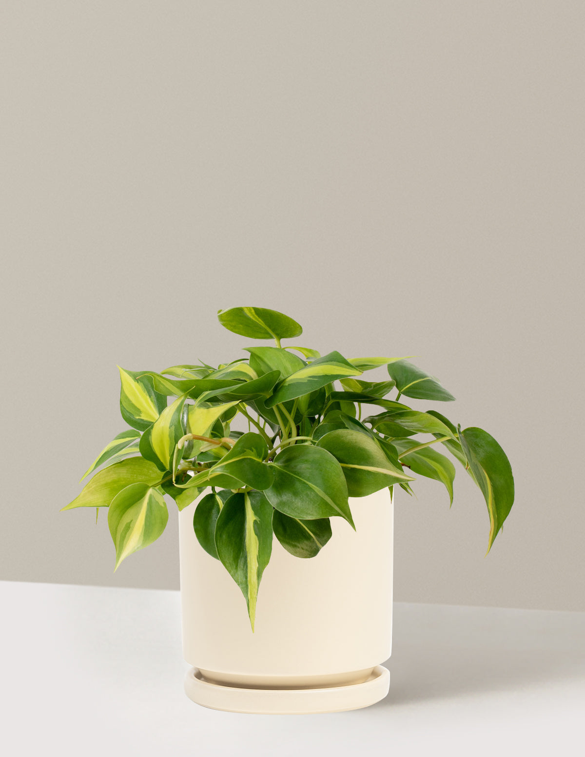 Philodendron Brasil