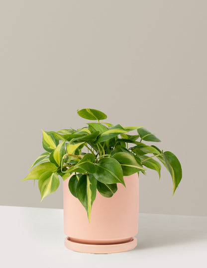 Philodendron Brasil