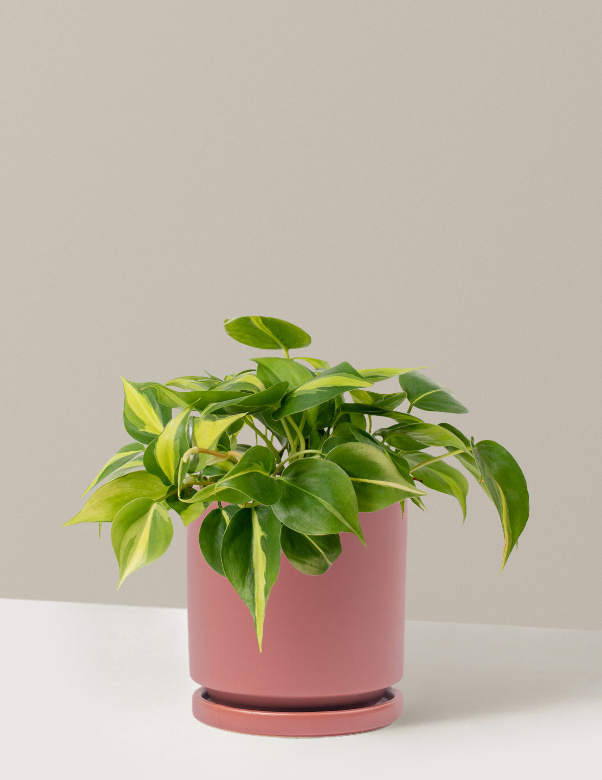 Philodendron Brasil