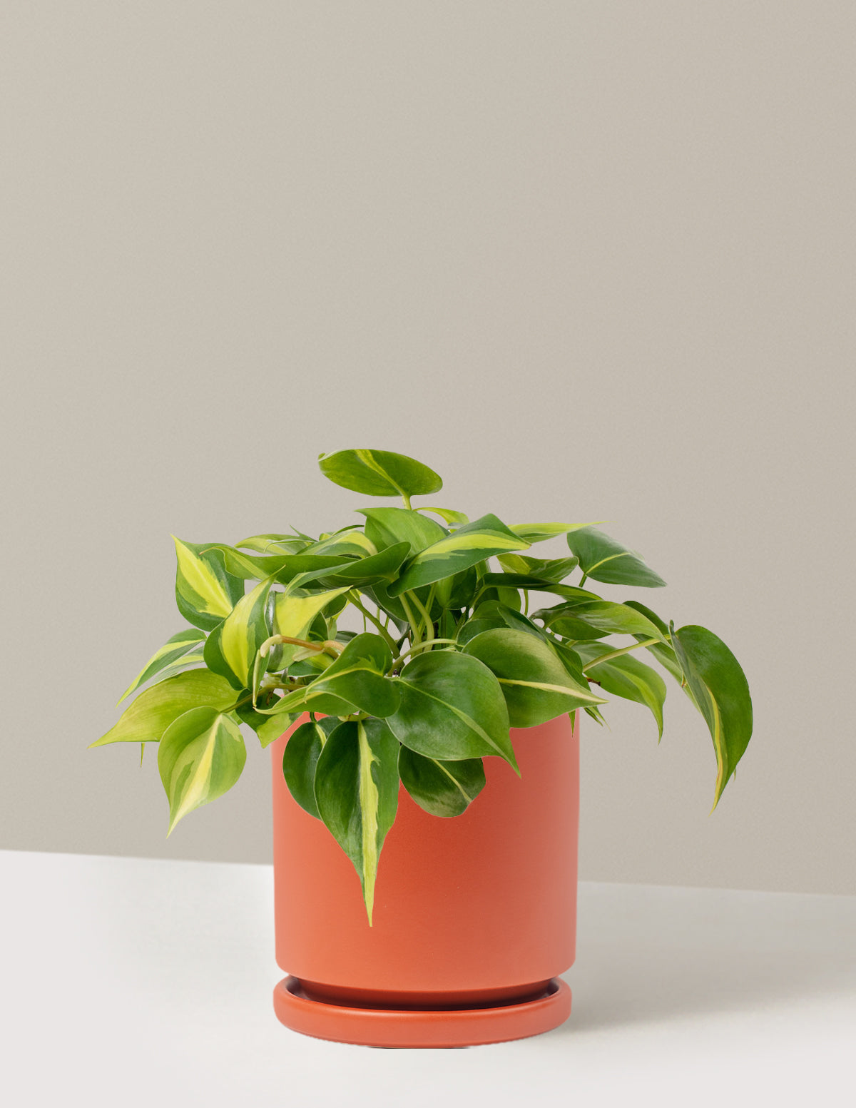 Philodendron Brasil