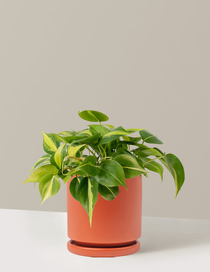Philodendron Brasil