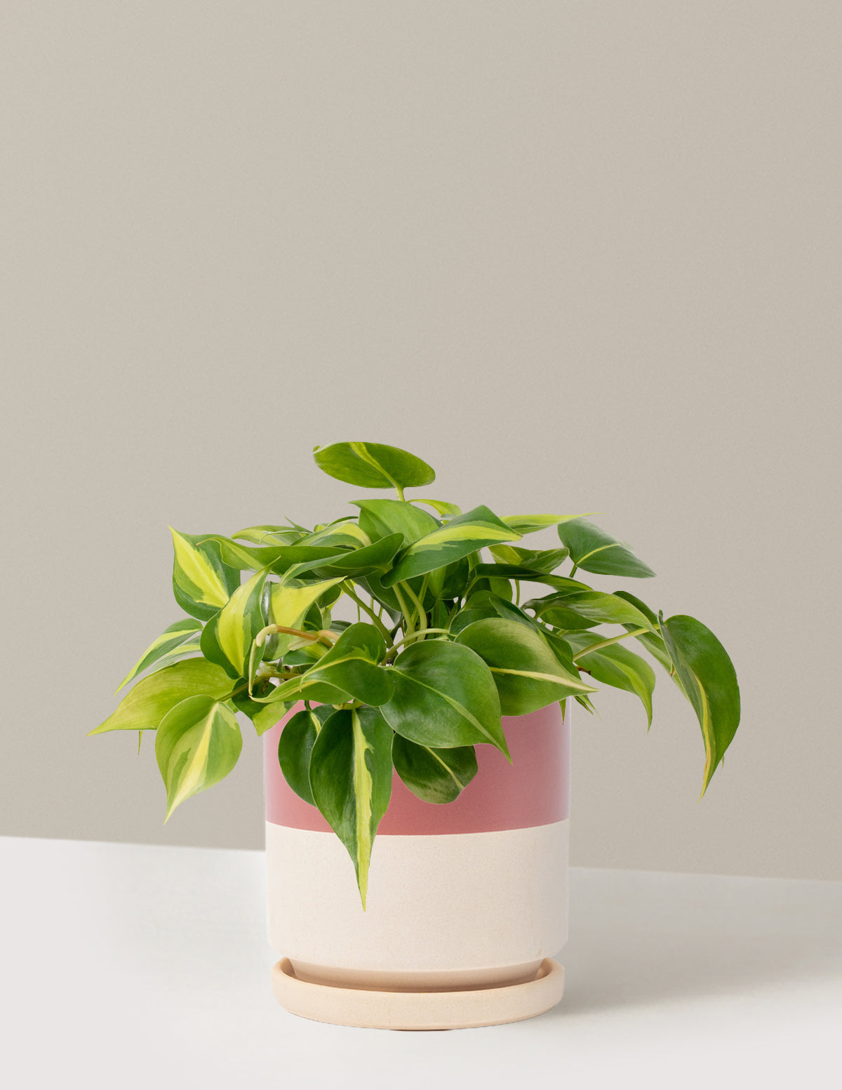 Philodendron Brasil