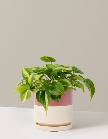 Philodendron Brasil