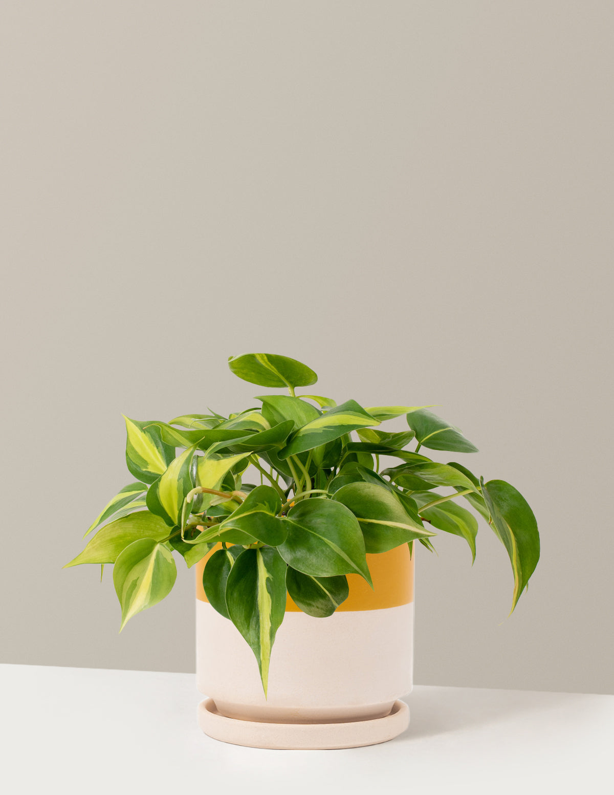 brasil philodendron for sale Philodendron Brasil Houseplant with Planter - Medium (4-7" tall) Lavender Planter