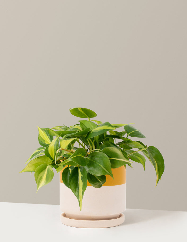 philodendron beasil Philodendron Brasil Houseplant with Planter - Medium (4-7" tall) Lavender Planter